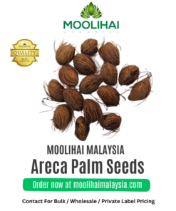Areca Palm Seeds