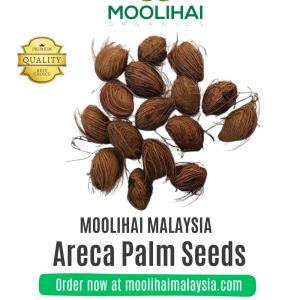 Benih Pokok Palma Areca (Areca Palm)