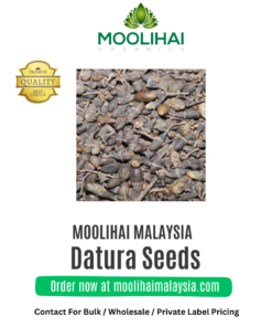 White Datura / Thorn Apple Seeds/ Oomatha Vidhai