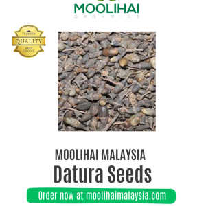 White Datura / Thorn Apple Seeds/ Oomatha Vidhai