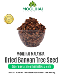 Dried Banyan Tree Seed / Aalam Vithai