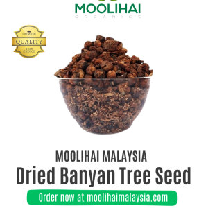 Benih Pokok Aalam Kering – Herba Tradisional untuk Kesihatan Menyeluruh