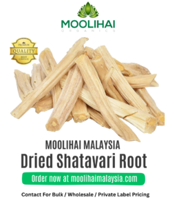 Dried Shatavari Root
