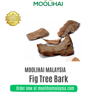 Fig Tree Bark / Ficus racemosa