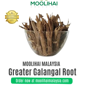 Vilamichai Ver – Akar Herba Tradisional untuk Ulser, Kencing Sakit & Penulenan Darah