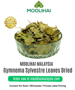 Gymnema Sylvestre / Sirukurinjan