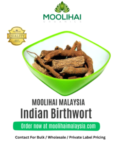 Indian Birthwort / Ishwara Beru