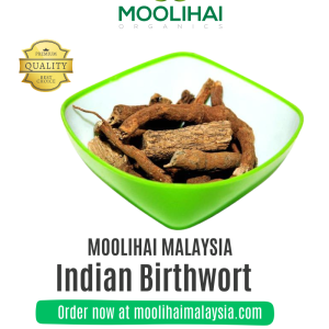 Indian Birthwort / Ishwara Beru