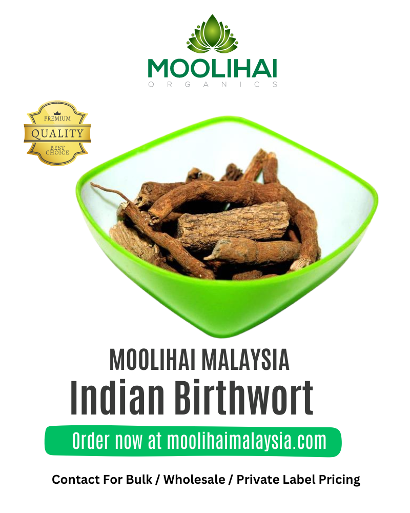 Indian-Birthwort-1.png