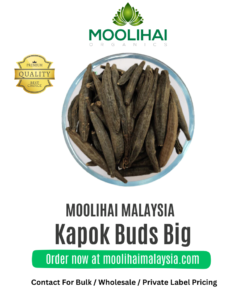 Kapok Buds Big / Ceiba Pentandra / Marathi moggu