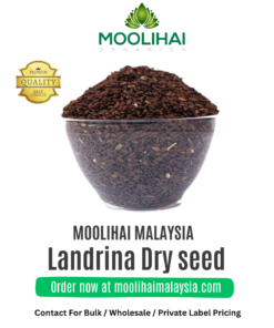 Nathai Choori Vithai / Landrina Dry seed