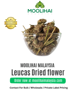 Bunga Kering Leucas / Thumbai Poo