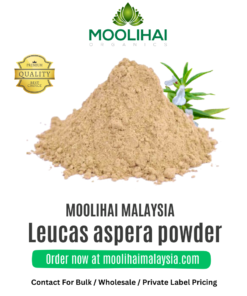 Leucas aspera powder/ Tumbai leaf powder