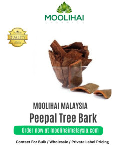 Kulit Pokok Peepal / Arasam Pattai – Herba Tradisional 100g