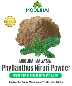 Phyllanthus Niruri Powder