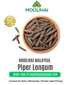 Piper Longum / Thippili / Long Pepper