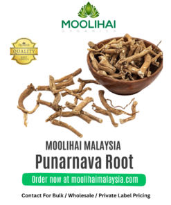 Punarnava Root / Saranai Ver
