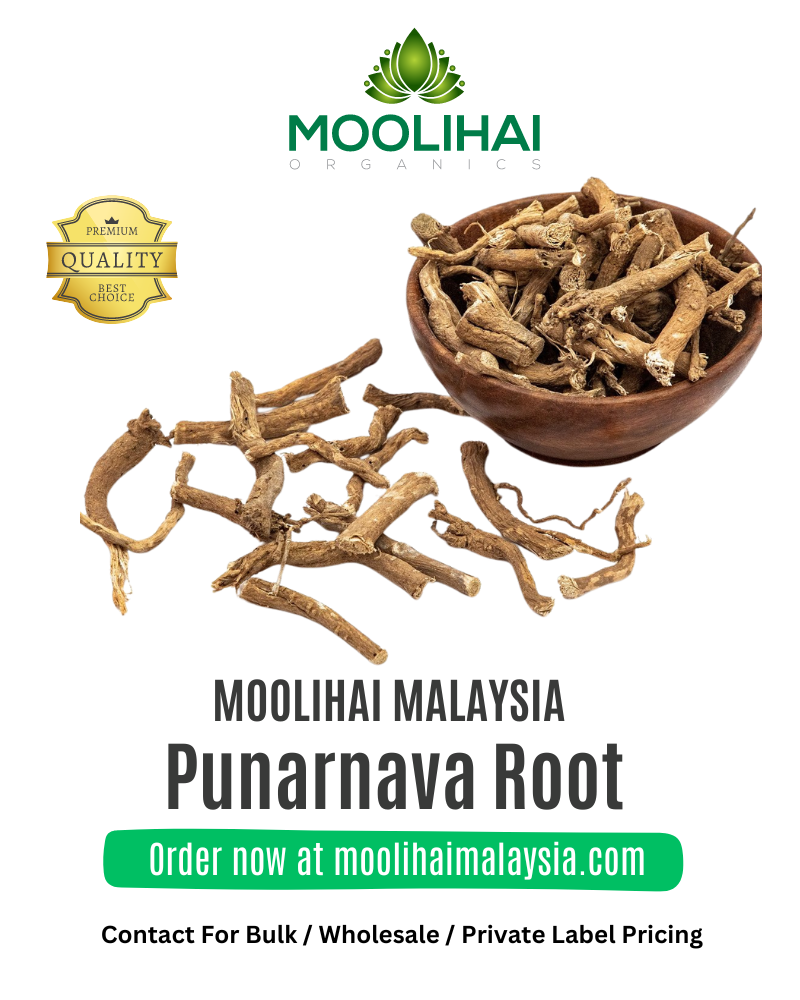 Punarnava-Root-2.png
