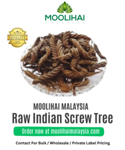 Raw Indian Screw Tree / Valampuri Kaai | 100gm | Penyelesaian Semula Jadi Masalah Pencernaan