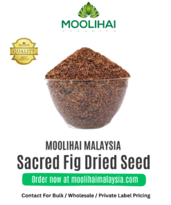 Sacred Fig Dried Seed / Arasa vithai