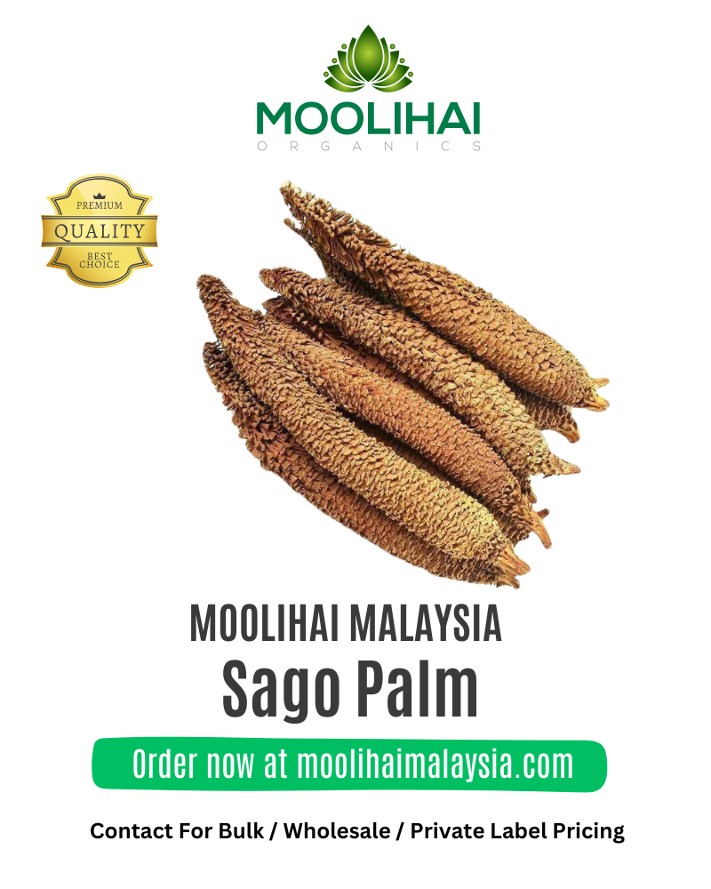 Sago-Palm-1.png