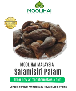 Raw Salep Orchid / Salamisiri Palam