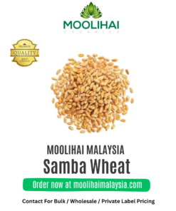 Samba Wheat
