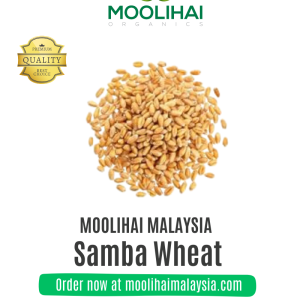 Samba Wheat