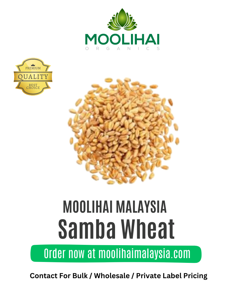Samba-Wheat-1.png