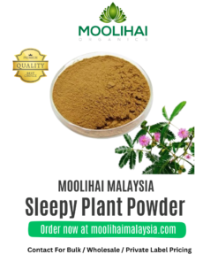 Thotta Sinungi/ Sleepy Plant Powder / Sensitive Plant Powder
