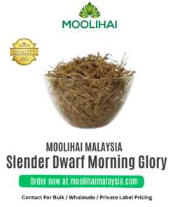 Vishnu Kiranthi / Herba Dwarf Morning Glory (100gm)