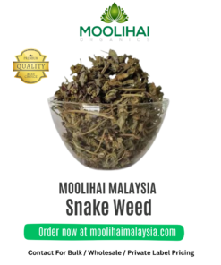 Snake Weed / Amman Pacharisi