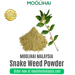Snake Weed Powder  / Amman Pacharisi