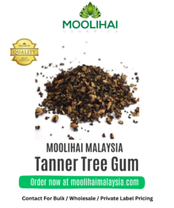 Tanner Tree Gum/Aavaram Pisin