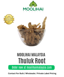 Thuluk Root / Wild Parsnip Root