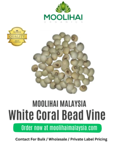White Coral Bead Vine / Vellai Kundumani / Ratti Seeds
