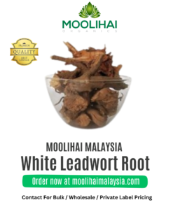 Sithramoola Ver / White Leadwort Root
