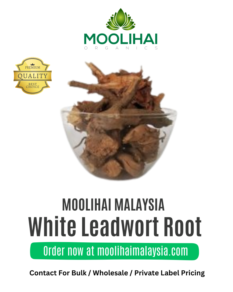 White-Leadwort-Root-1.png