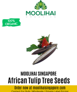 African Tulip Tree Seeds (Spathodea Campanulata)