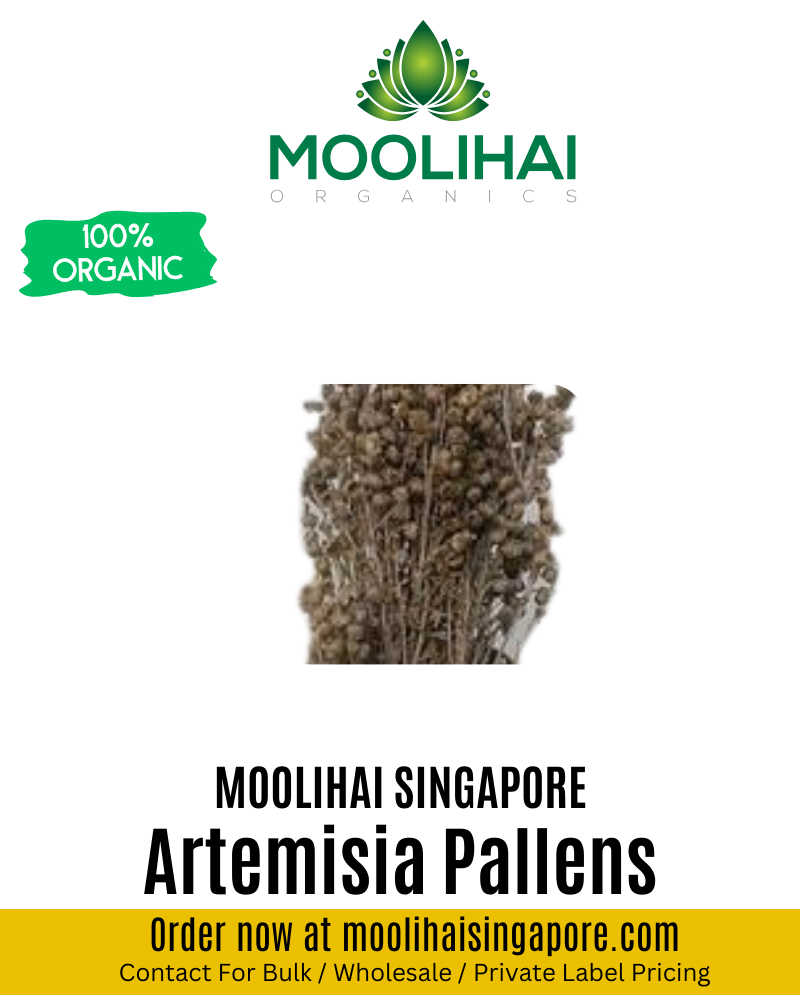 Marjoram/ Artemisia Pallens/ Marikozhundhu