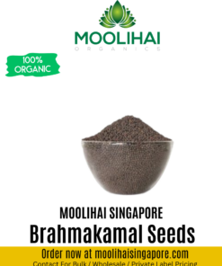 Saussurea Obvallata Seeds / Brahmakamal Seeds