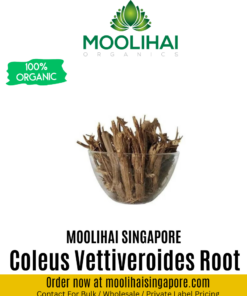 Vilamichai Ver / Coleus Vettiveroides Root