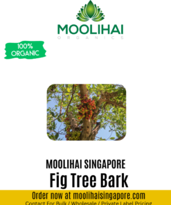 Fig Tree Bark / Ficus racemosa