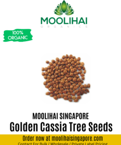 Golden Cassia Tree Seeds (Cassia Fistula)