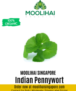 Indian Pennywort / Deva Centella asiatica / Gotu Kola