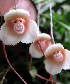 Monkey Face Orchid Seeds