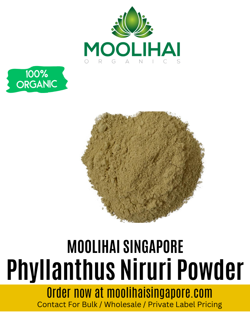 Phyllanthus Niruri Powder