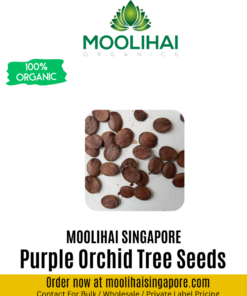 Purple Orchid Tree Seeds (Bauhinia Purpurea)