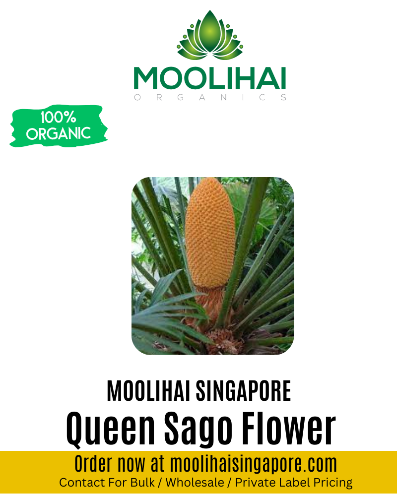 Queen Sago Flower / Madhana Kaama Flower