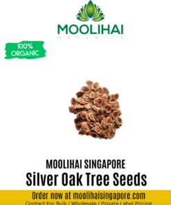 Silver Oak Tree Seeds (Grevelia Robesta)